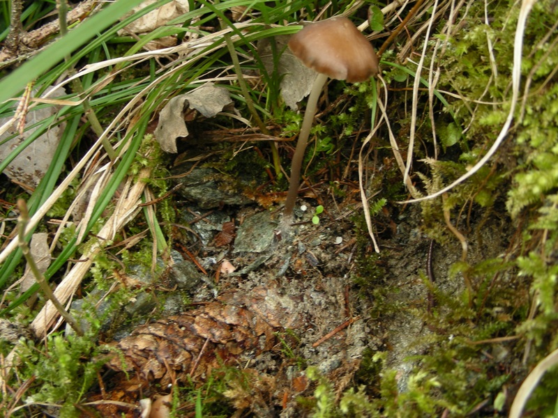 Escursione in bosco umido